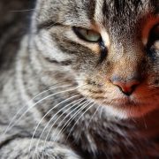 7 curiosidades sobre los gatos
