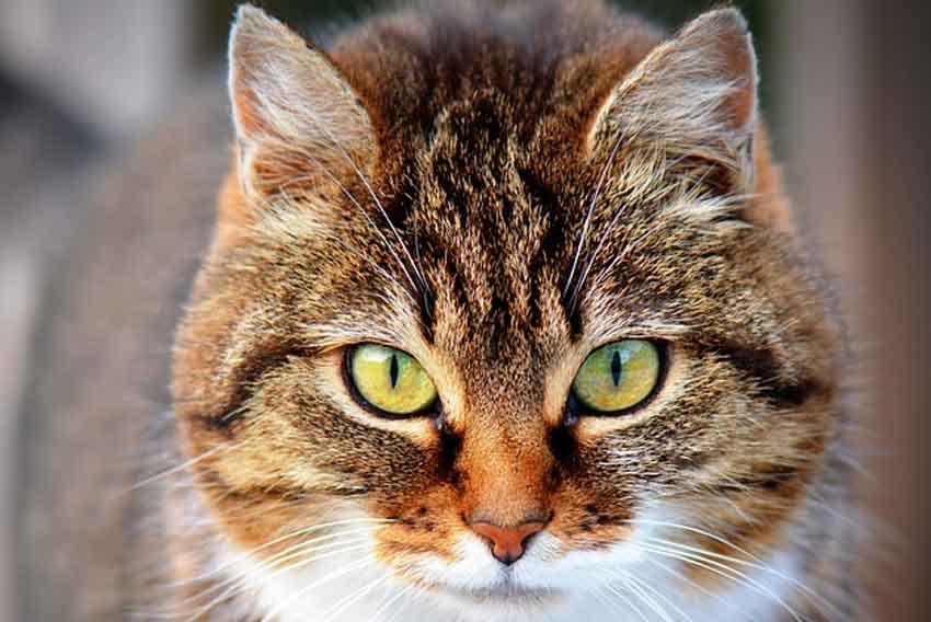El comportamiento de los gatos: guía básica - Clínica Veterinaria El Torreón