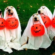 Halloween: Ideas para disfrrazar a nuestra mascota